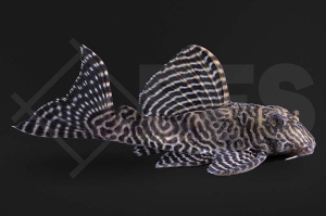 060602_L66_Hypancistrus-spec_Koenigstiger-Harnischwels_01