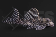 060602_L66_Hypancistrus-spec_Koenigstiger-Harnischwels_01