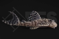 060608_L400_Hypancistrus-spec_Grosser-Ozelot_01