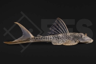 060623_L11_Squaliforma-cf-emarginata_Deltaschwanz-Harnischwels_01