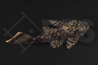 060625_Wels_L89_Ancistrus-spec_01