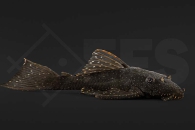 060802_WelsL59_Ancistrus-hoplogenys_Tuepfelantennenwels_01