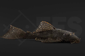 060802_WelsL59_Ancistrus-hoplogenys_Tuepfelantennenwels_01