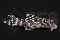 060803_Wels_L401_Hypancistrus-spec_01