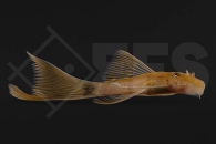 060807_LDA16_Ancistrus-spec_Roter-Antennenwels_longfin_02