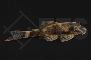 060808_LDA16_Ancistrus-spec_Roter-Antennenwels_02