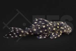 060809_Wels_L471_Hypancistrus-dwarf_01