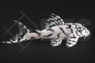 060887_Wels-L--236-Hypancistrus-spec_Schmucklinienharnischwels_01