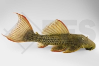 060889_Wels-L--24-Pseudacanthicus-pitanga_Orangeflossen-Kaktuswels_01