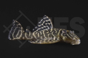 060899_Wels_L340_Hypancistrus-spec_Mega-Clown_01