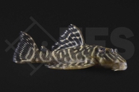 060899_Wels_L340_Hypancistrus-spec_Mega-Clown_01