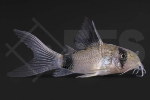 060900_Corydoras_Hoplisoma-panda_Panda-Panzerwels_longfin_02