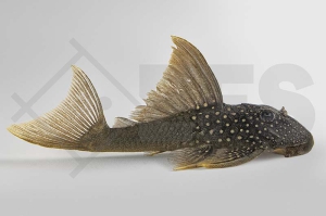 060905_Wels-L--200-Hemiancistrus-subviridis_Gelber-Phantomwels-high-fin_01