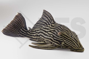 060916_Wels-L--27-Panaque-armbrusteri_Streifenharnischwels_01