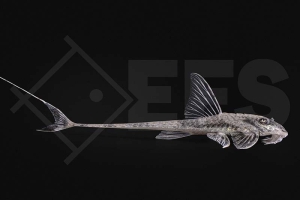 060923_Pseudohemiodon-royal_01