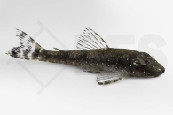 060927_paraotocinclus-haroldoi_01