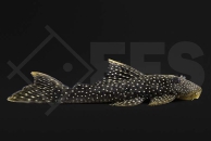 060928_L67_Pseudancistrus-asurini_Gelbsaum-Borstenkranz-Harnischwels_01