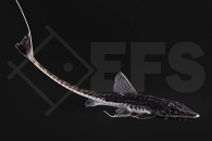 060931_Pseudohemiodon-spec-tigre_01