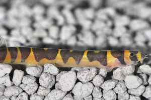 070001_Pangio-kuhlii_Geflecktes-Dornauge_01