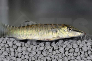 070002_Botia-helodes_Tigerschmerle_01