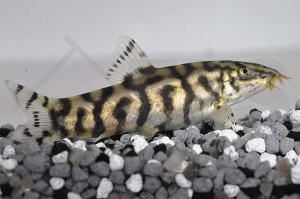 070003_Botia-lohachata_Netzschmerle_01