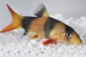 070004_Botia-macracantha_Prachtschmerle_01