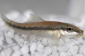 070012_Gyrinocheilus-aymonieri_Siamesische-Saugschmerle_01