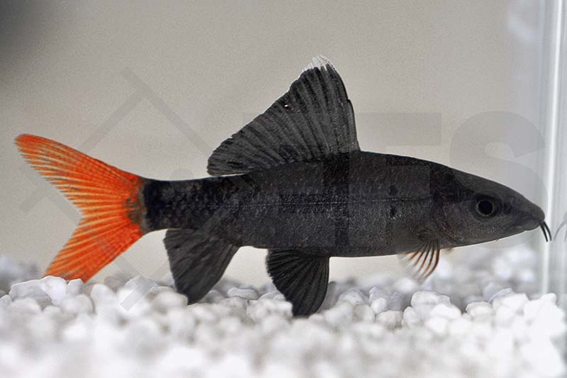 070013_Epalzeorhynchus-bicolor_Feuerschwanz_01