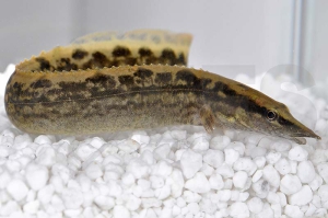 070018_Mastacembelus-armatus_Marmorstachelaal_01